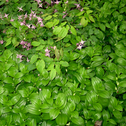 Polygonatum humile - Click Image to Close